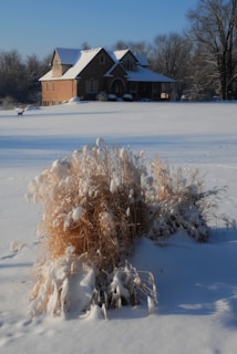 A snow-covered grassy area with dried ornamental grass in the foreground is capped with snow. In the background, a large brick house with a steep roof stands amid a snow-blanketed landscape. Bare trees surround the area, and the sky is clear, indicating a cold but sunny winter day.