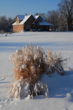 A snow-covered grassy area with dried ornamental grass in the foreground is capped with snow. In the background, a large brick house with a steep roof stands amid a snow-blanketed landscape. Bare trees surround the area, and the sky is clear, indicating a cold but sunny winter day.