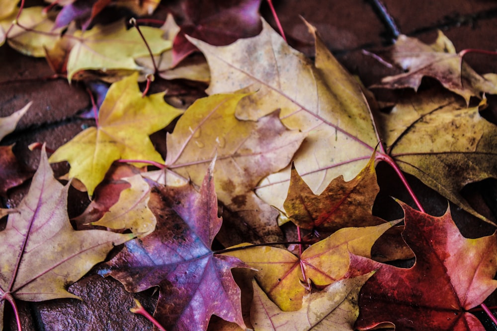 a bunch of leaves that are laying on the ground