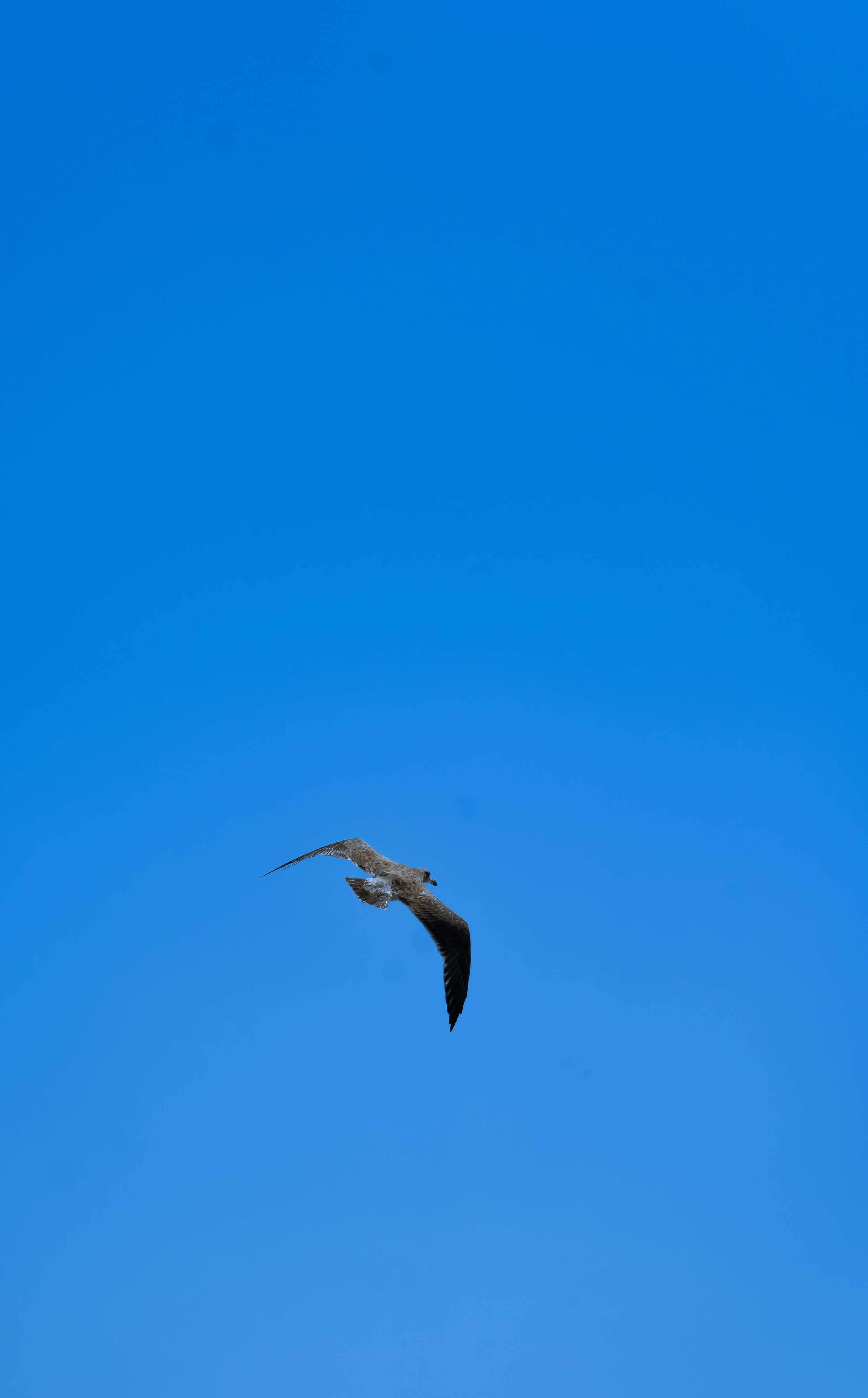 a bird flying through a blue sky on a sunny day