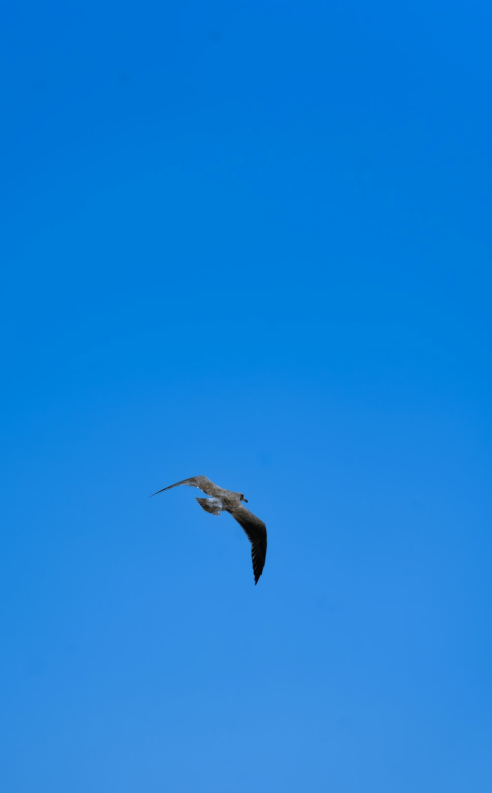 a bird flying through a blue sky on a sunny day