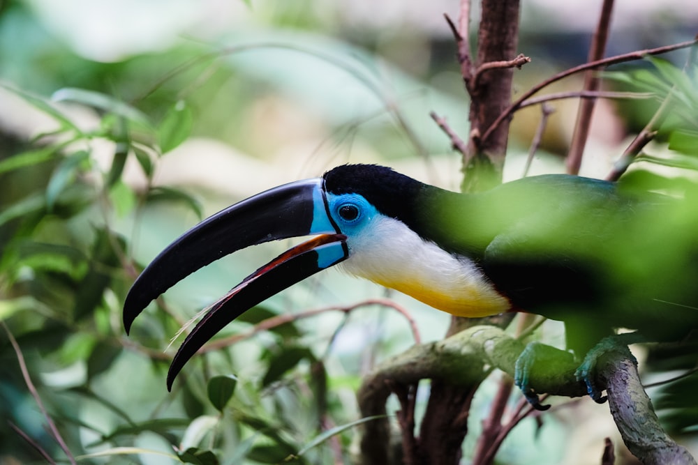 a colorful toucan sitting on a tree branch
