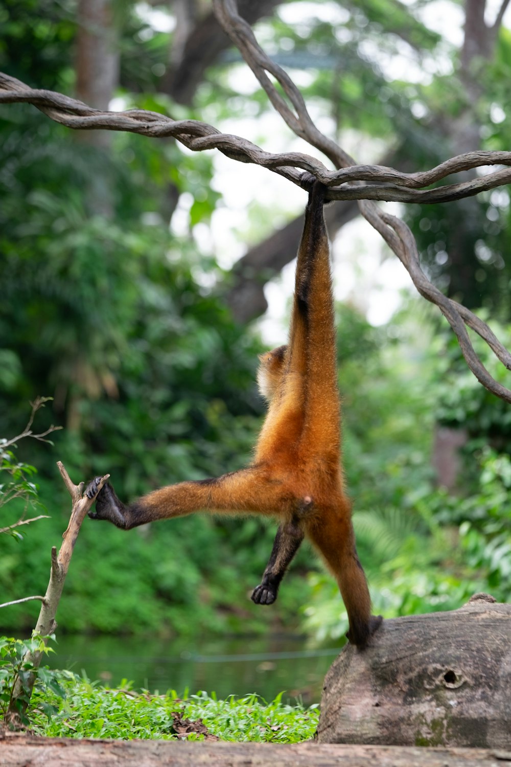 a monkey hanging upside down from a tree branch