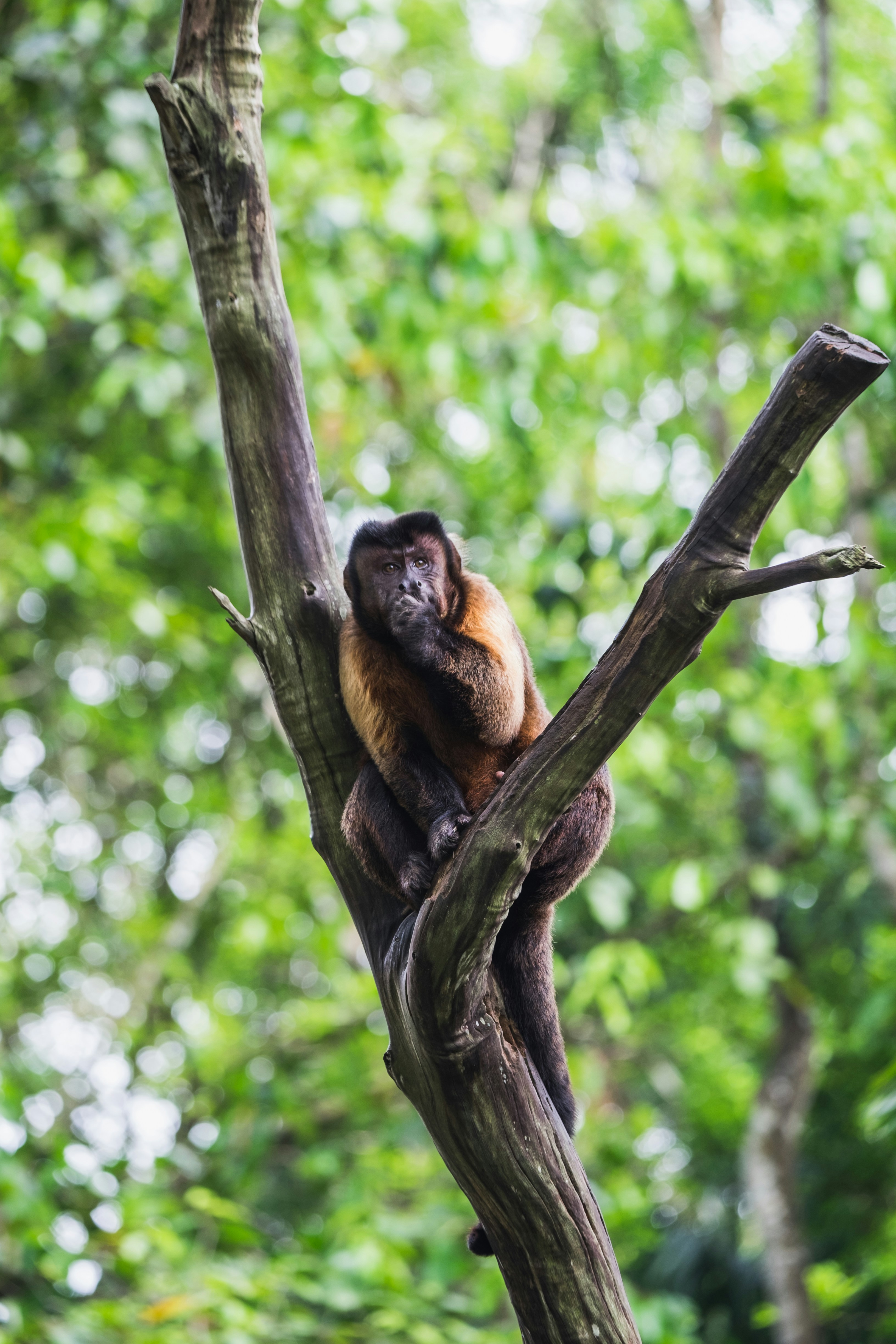 Emergency Response and Wildlife Crisis Management (image credits: unsplash)