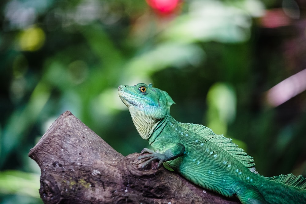 a green lizard sitting on top of a tree branch