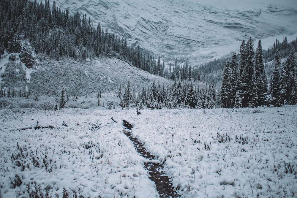 a snow covered field with a stream running through it