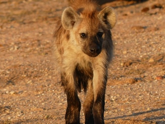 A curious hyena pup peeking out from dense underbrush in a forested area.
