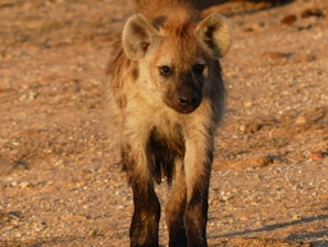 A curious hyena pup peeking out from dense underbrush in a forested area.