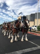 A team of traditional Flemish draft horses pulling a decorated carriage in a parade.