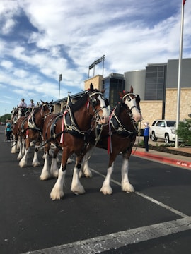 A team of traditional Flemish draft horses pulling a decorated carriage in a parade.