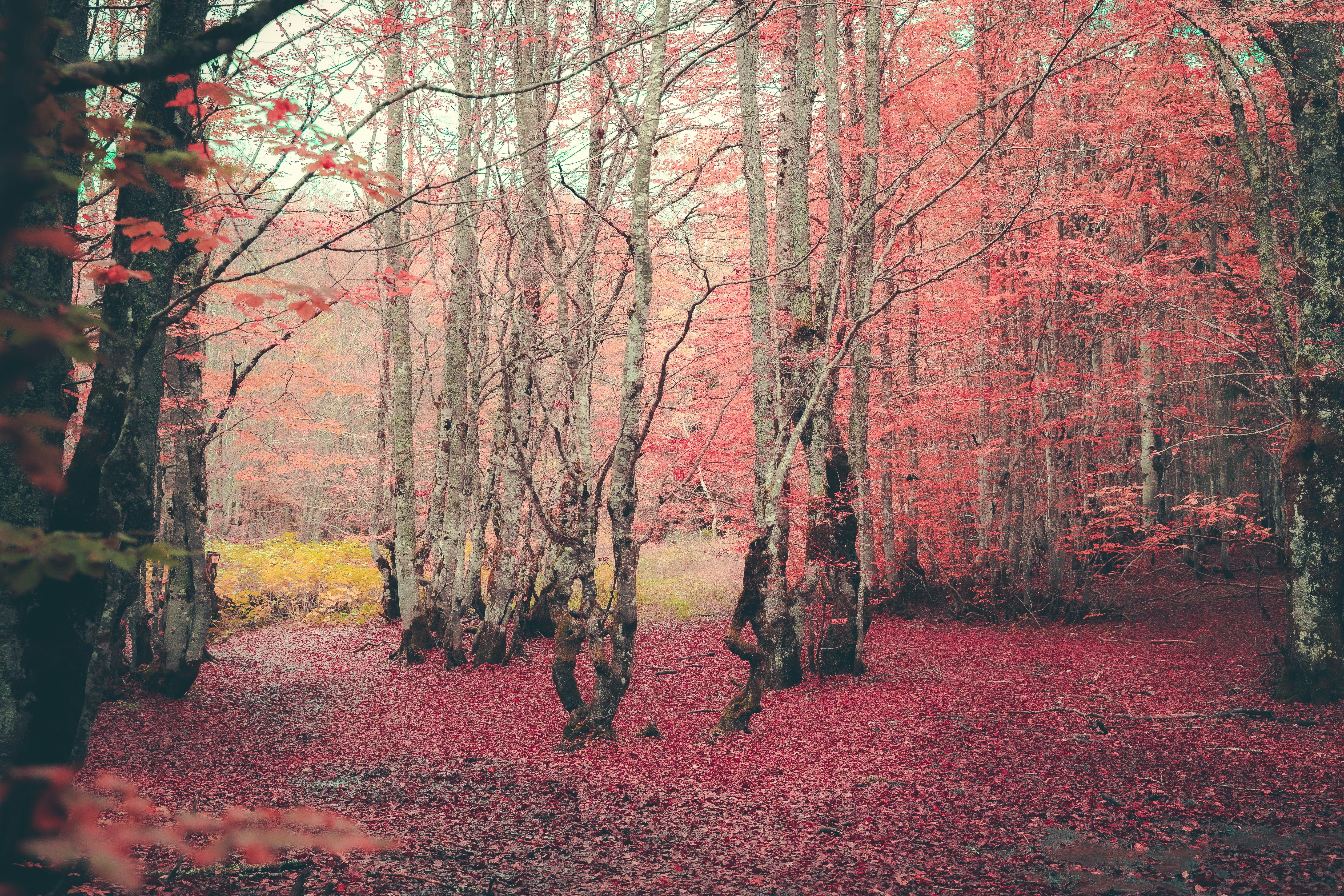 a forest filled with lots of trees covered in red leaves