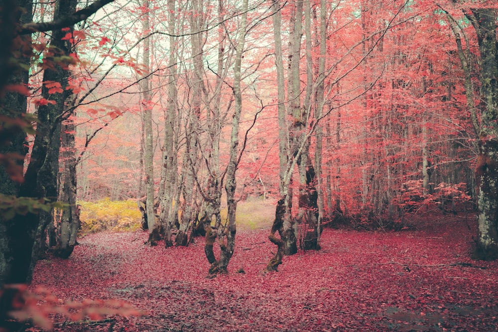 a forest filled with lots of trees covered in red leaves