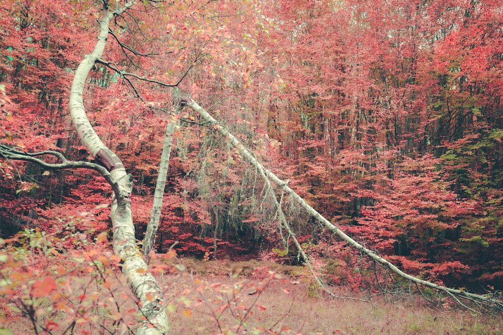 a tree with red leaves in a forest