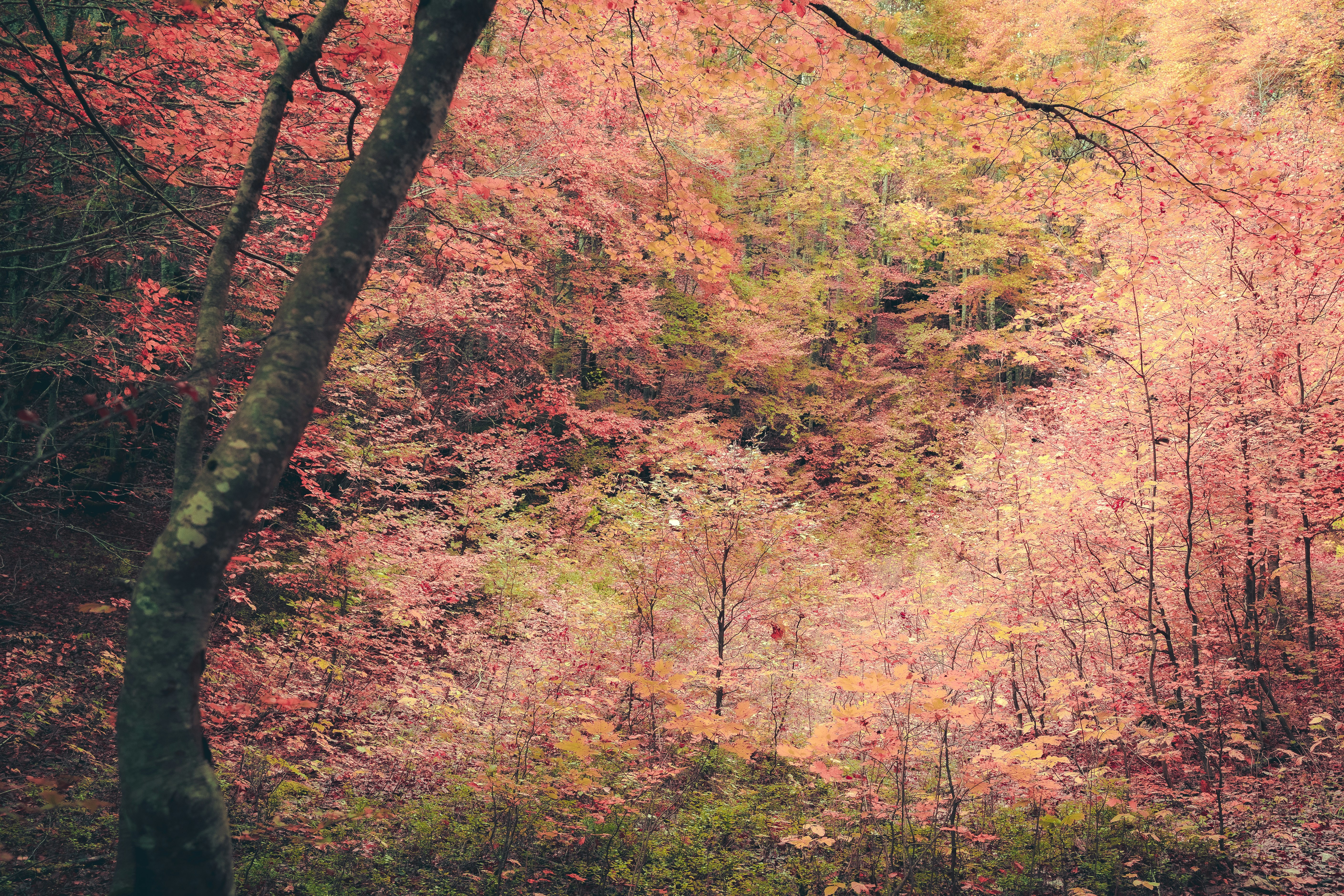 a forest filled with lots of colorful trees