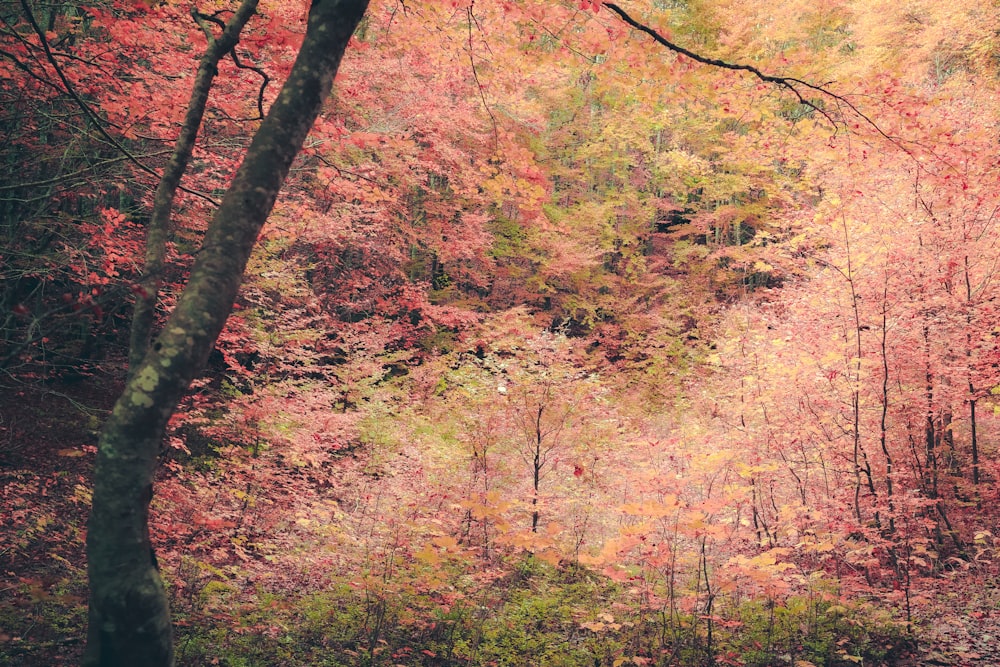 형형색색의 나무가 가득한 숲