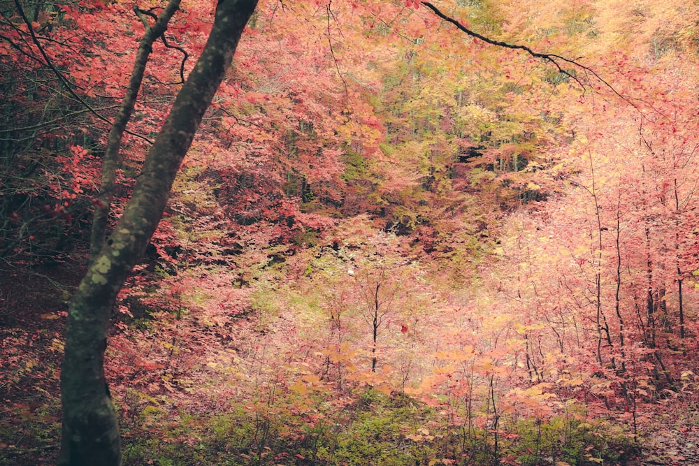 a forest filled with lots of colorful trees