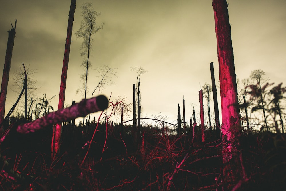 a tree limb in the foreground with a dark sky in the background