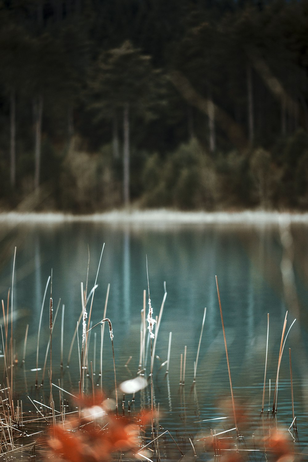 a body of water surrounded by grass and trees