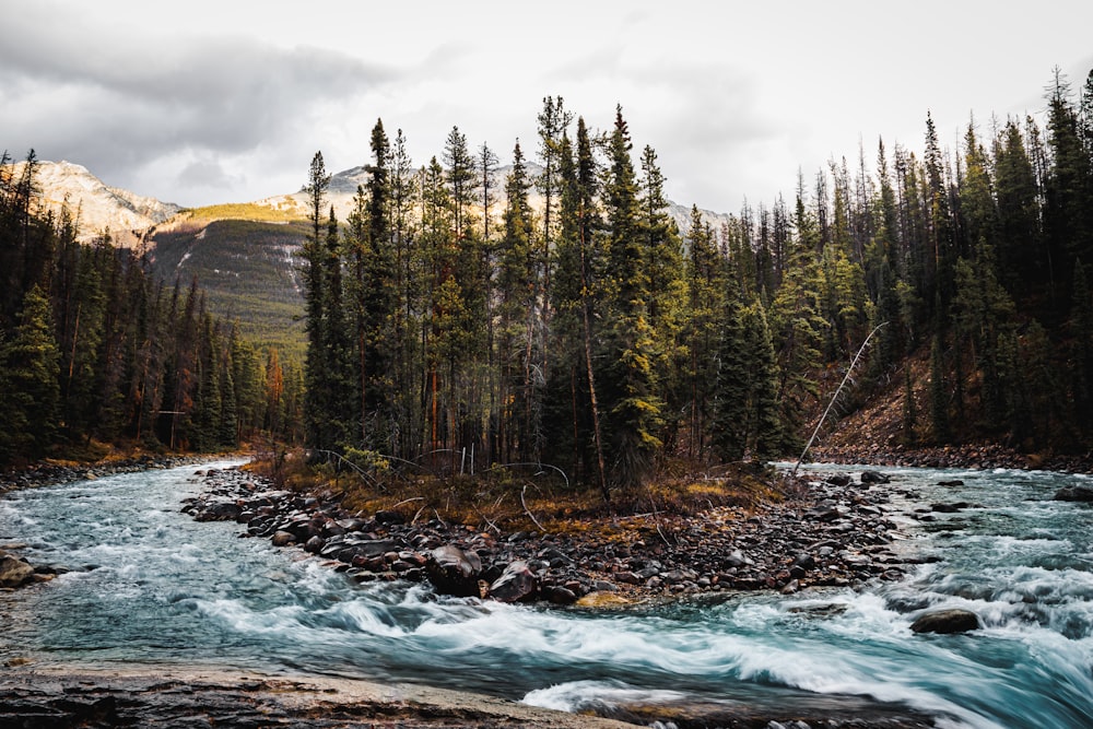 a river running through a forest filled with trees