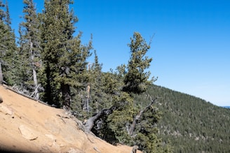 Tall pine trees stand on a steep, rocky slope overlooking a forested hillside. The sky is clear and blue, providing a stark contrast to the dense green of the trees. The foreground features rocky terrain with scattered boulders and dry soil.