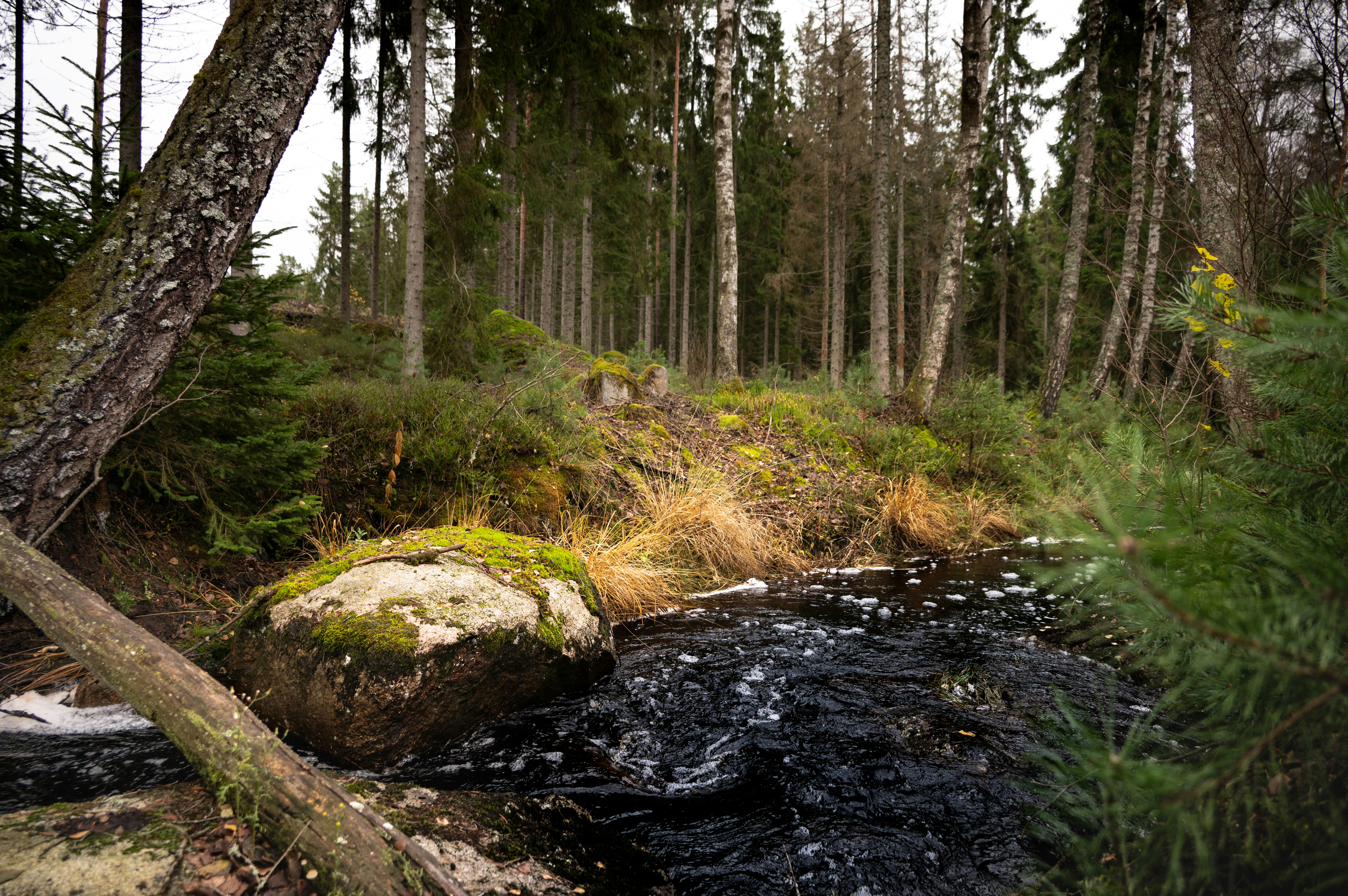 a stream running through a lush green forest