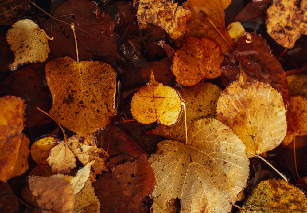 a bunch of leaves that are on the ground