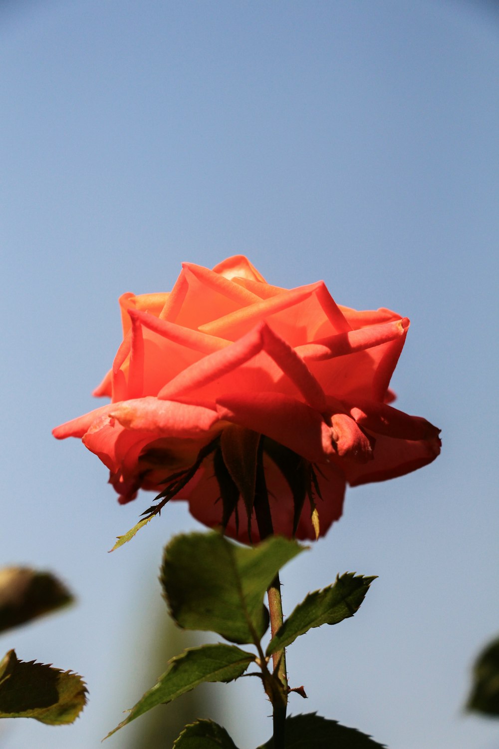 a red rose with a blue sky in the background