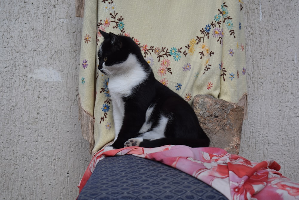 un gatto in bianco e nero seduto sopra una sedia