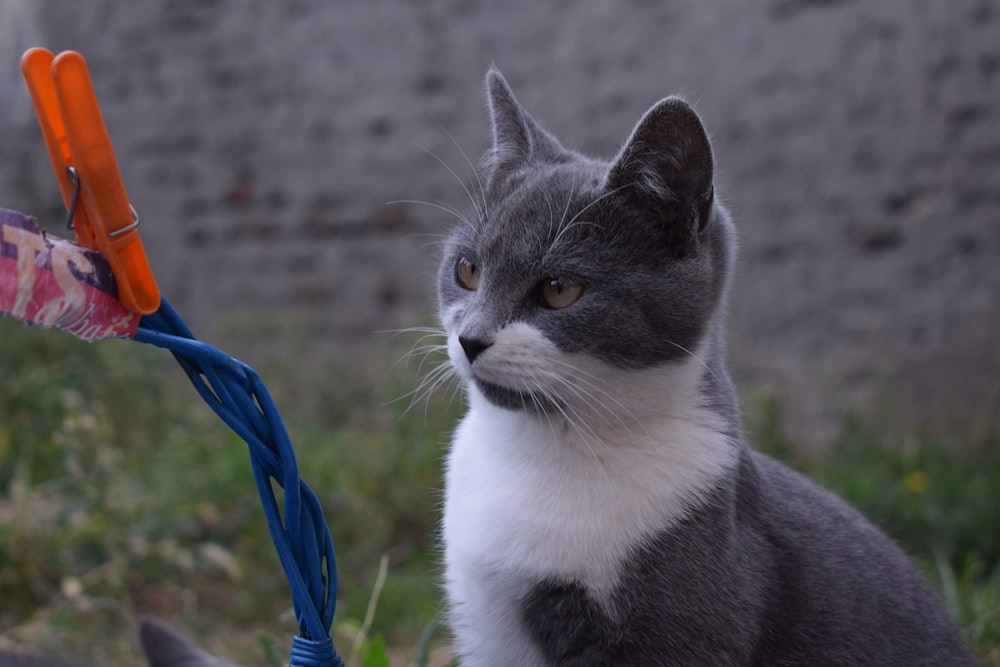 un gato gris y blanco sentado junto a un juguete azul y naranja