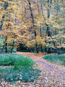 A serene forest path during autumn with golden leaves scattered on the ground.