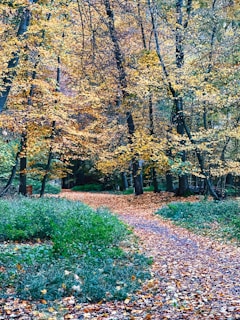 A serene forest path during autumn with golden leaves scattered on the ground.