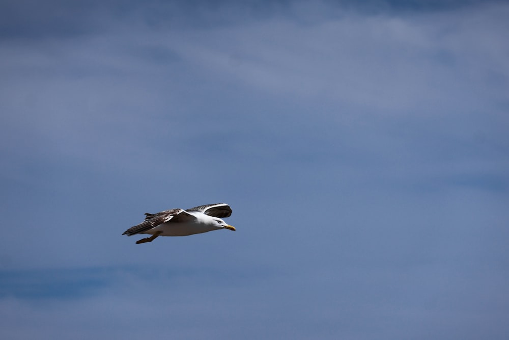 a seagull flying through a blue sky with clouds