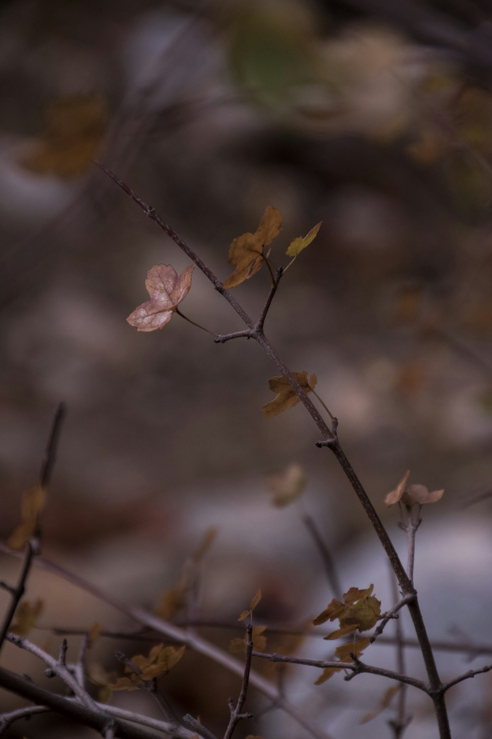ein kleiner Zweig mit Blättern darauf und einem verschwommenen Hintergrund