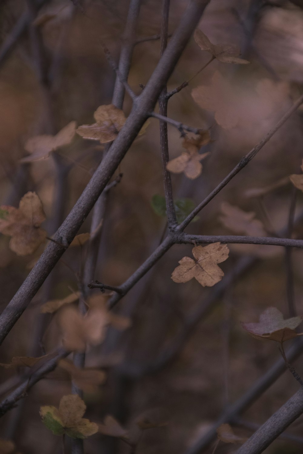 a bird perched on a tree branch in a forest