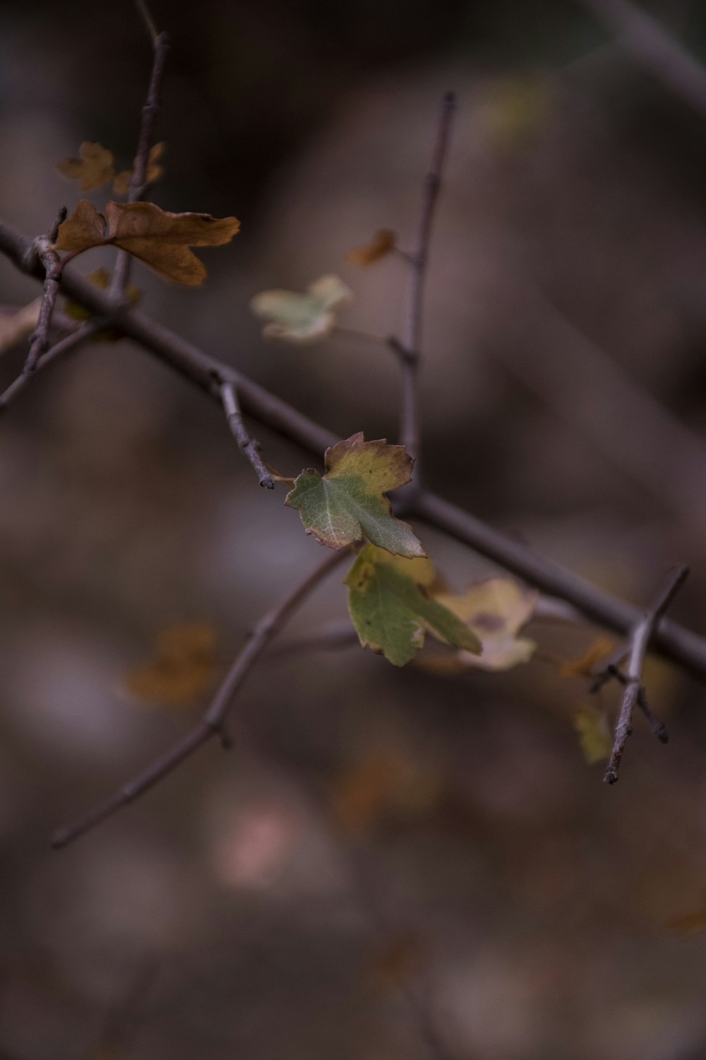 ein Zweig mit Blättern darauf mit einem verschwommenen Hintergrund