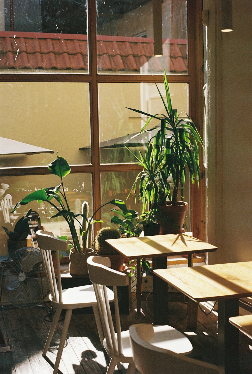 a room with a table, chairs and a potted plant