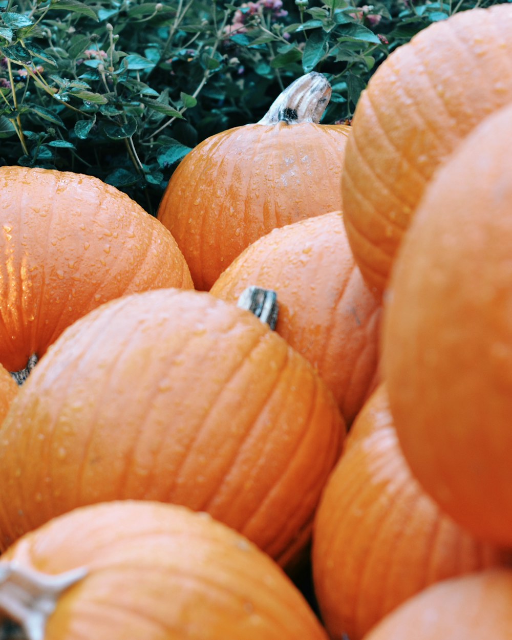 a pile of orange pumpkins sitting next to a bush