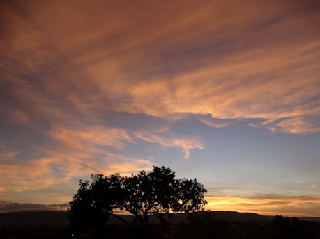 a tree is silhouetted against a sunset sky