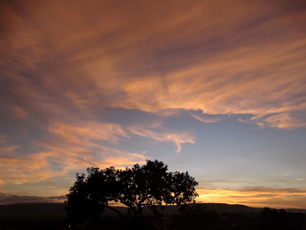 a tree is silhouetted against a sunset sky