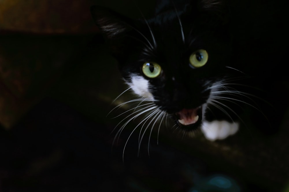 a black and white cat with its mouth open