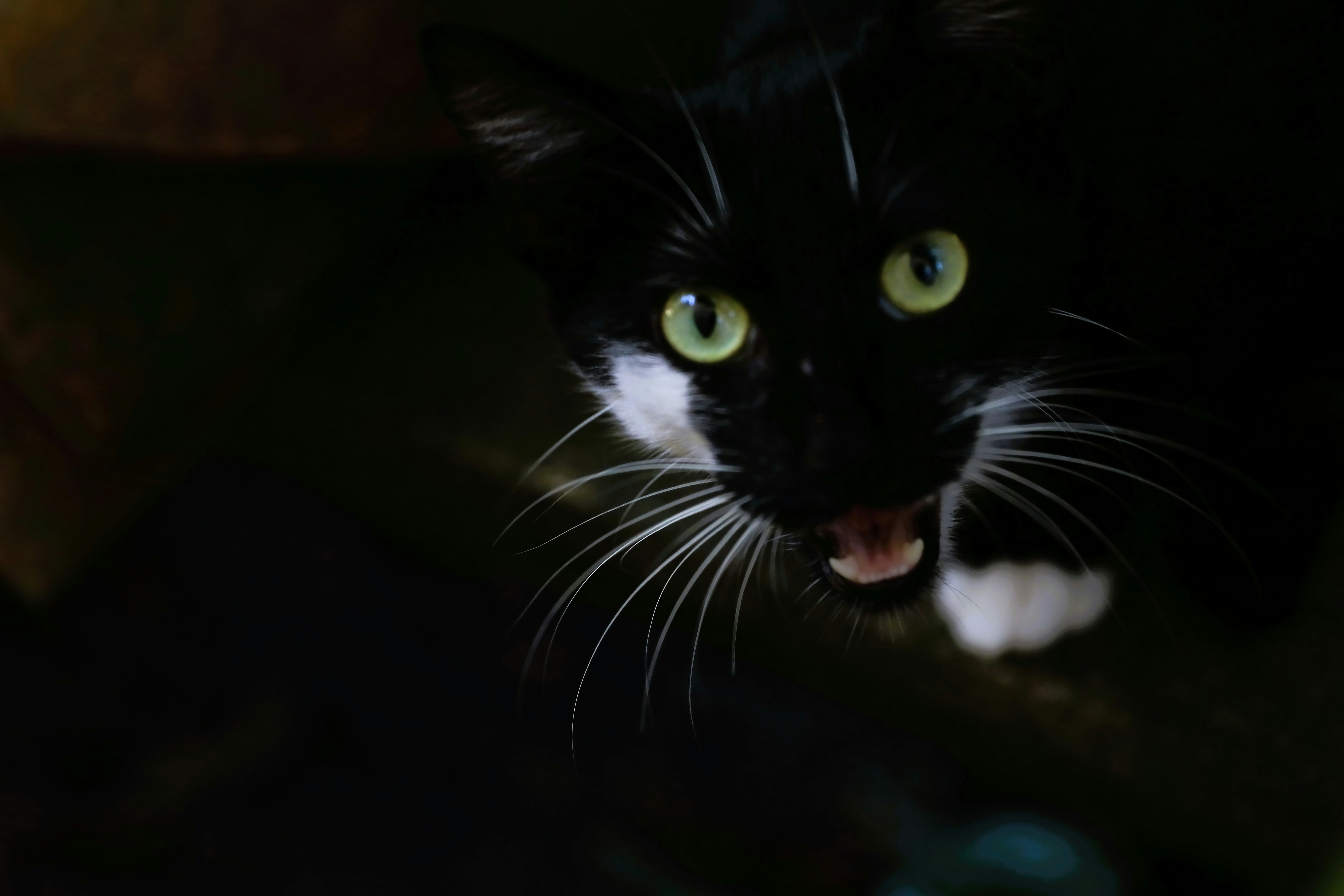 3 AM Cat Screaming, Decoded: A Sleep-Deprived Owner's Translation Guide