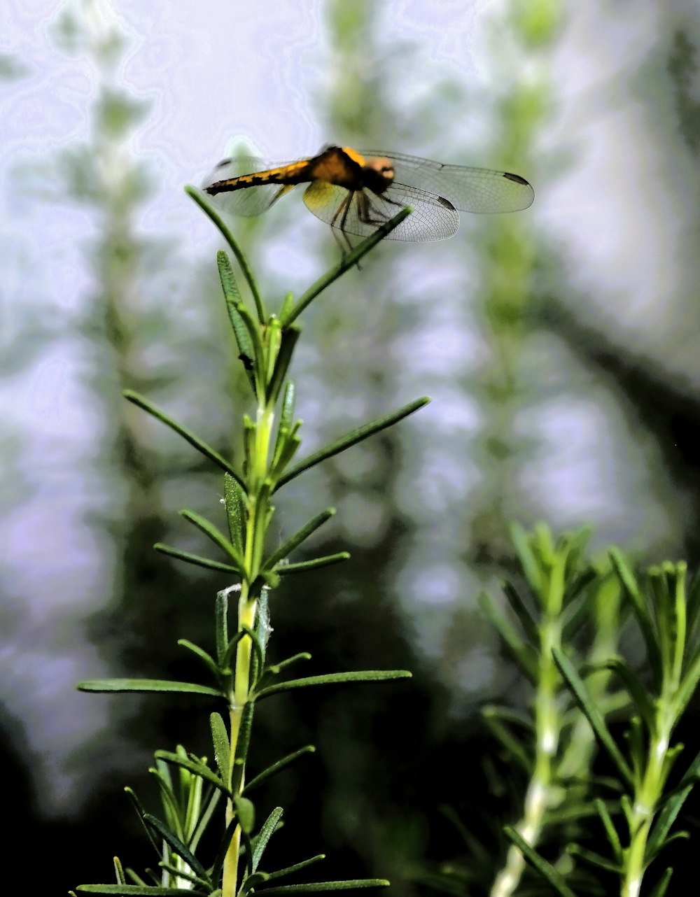 a dragon fly sitting on top of a green plant