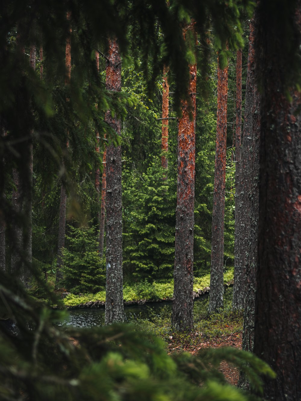 a forest filled with lots of green trees