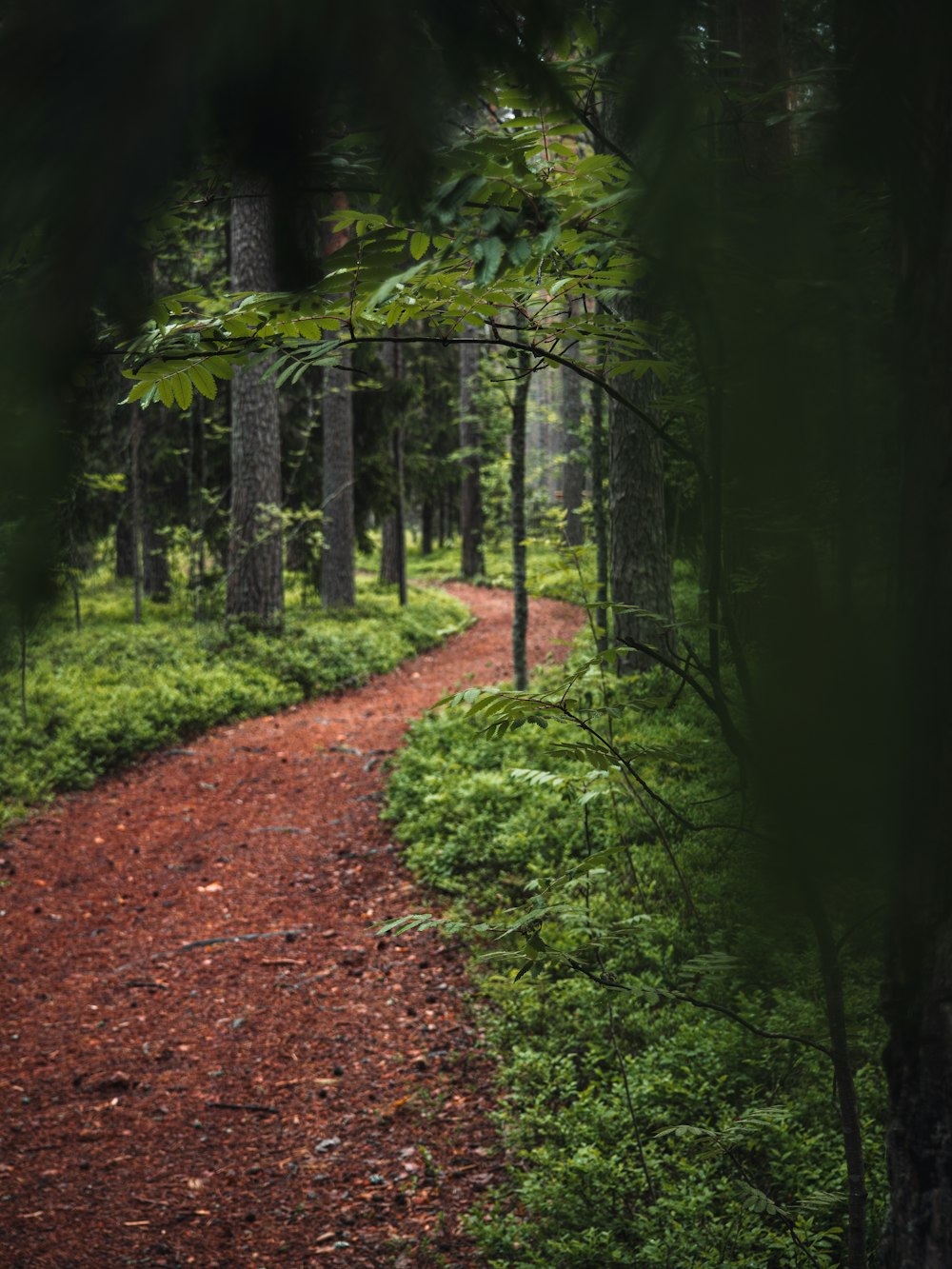 a dirt path in the middle of a forest