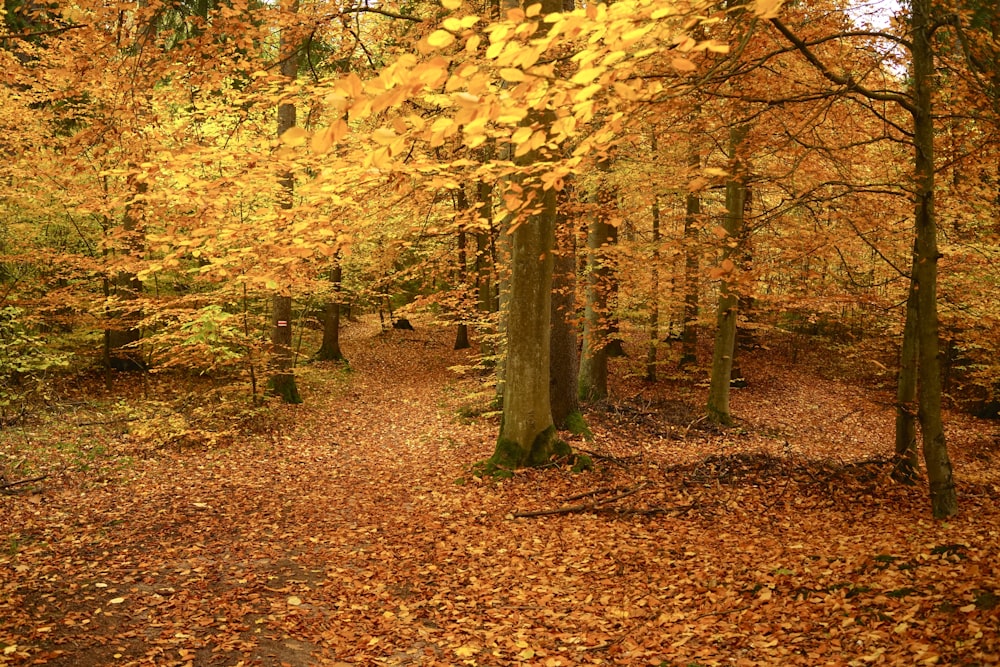 a path in a forest with lots of leaves on the ground