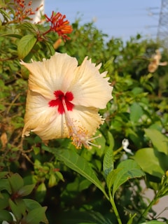 Close-up of vibrant hibiscus flowers freshly picked in a sunlit garden.