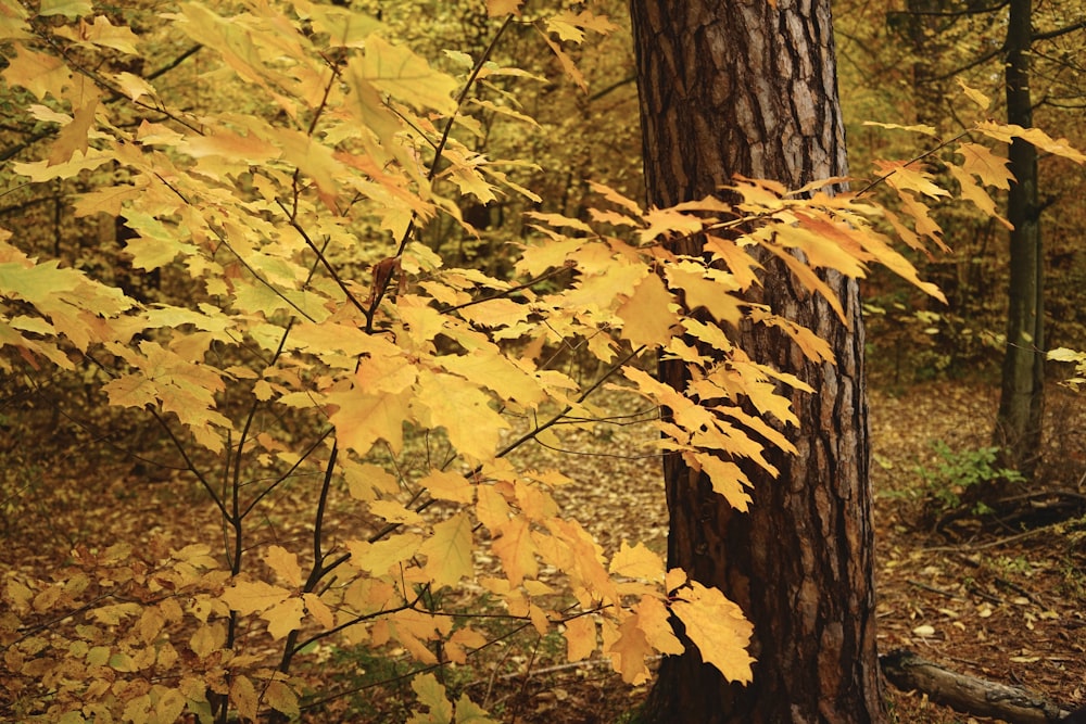 a tree with yellow leaves in a forest