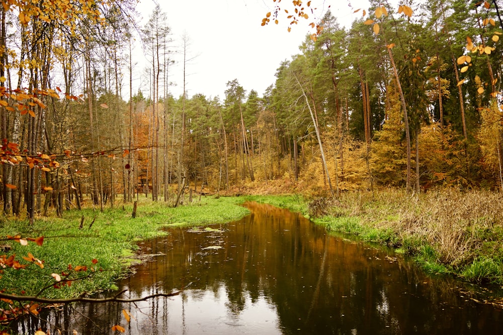 a stream running through a forest filled with lots of trees