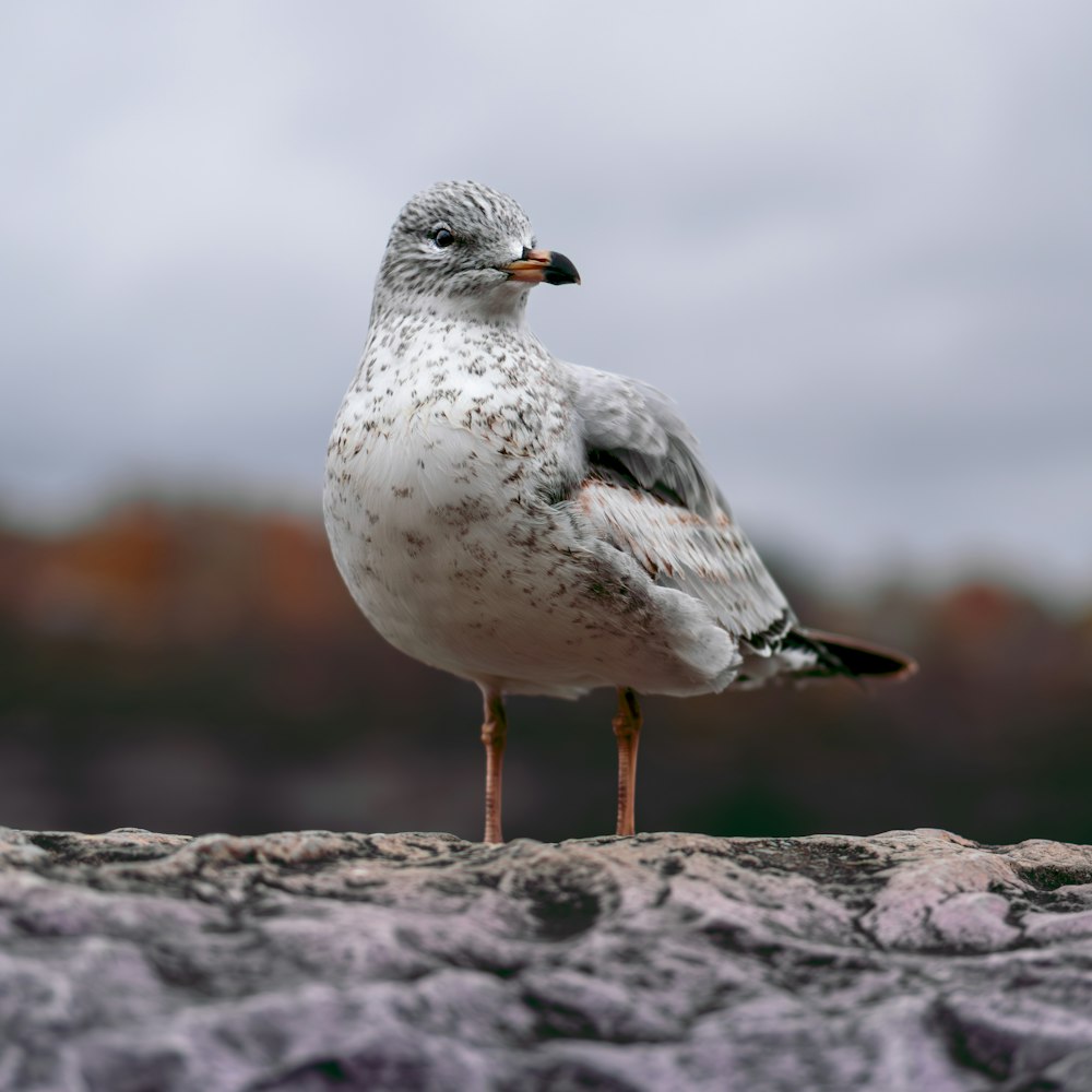 a seagull standing on a rock in front of a cloudy sky