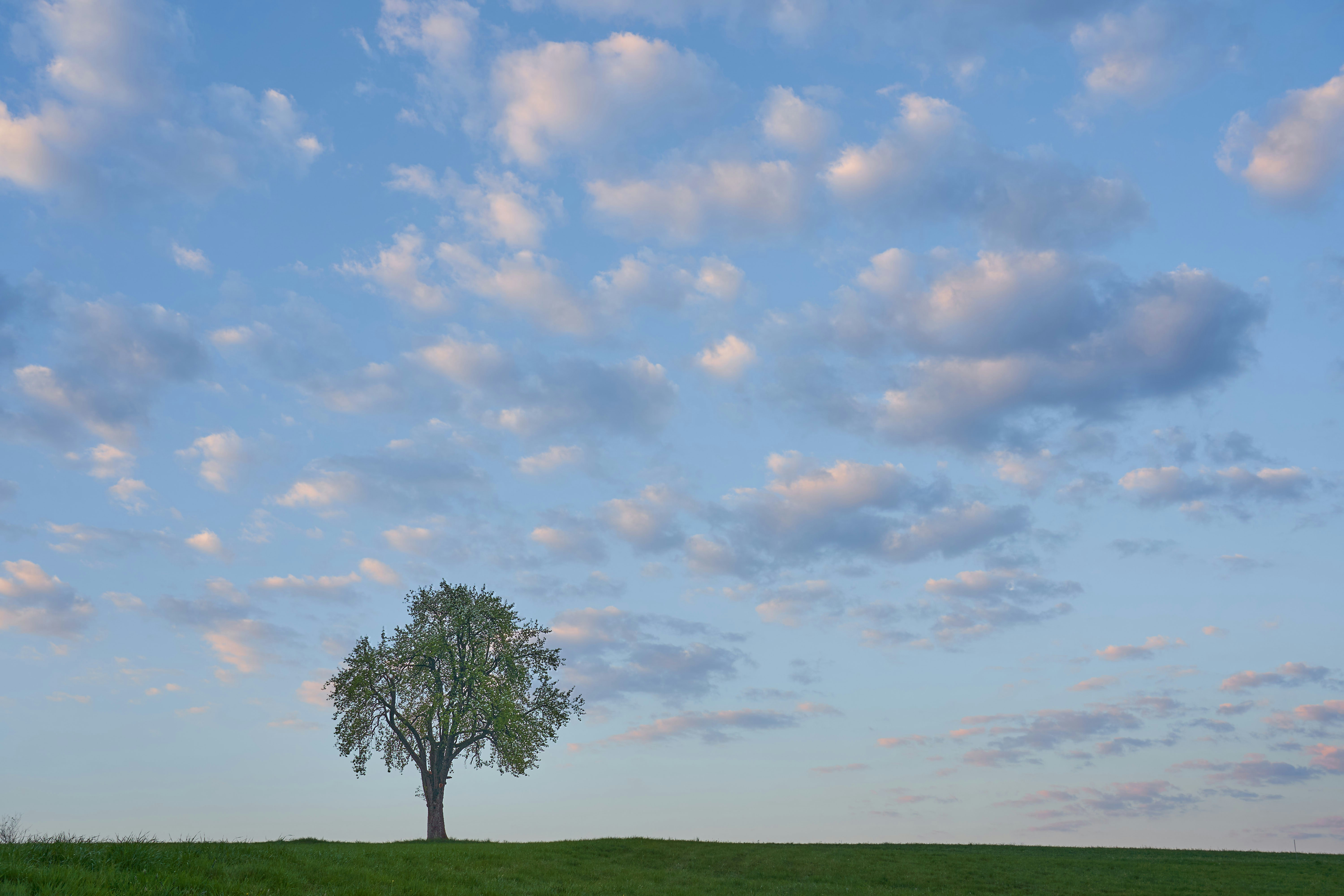 Photo by wolfgang_hasselmann